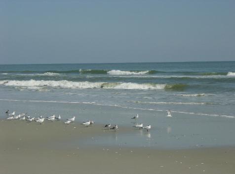 Calm surf is typical on the Northern Beaches...you'll find many natural treasures there to enjoy!