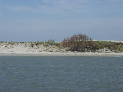 Shifting Sands are a trademark of the Outer Banks....birds take refuge in every possible place!